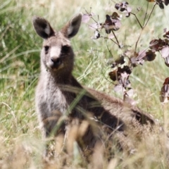 Macropus giganteus (Eastern Grey Kangaroo) at Namadgi National Park - 21 Jan 2023 by JimL