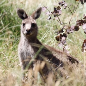 Macropus giganteus at Rendezvous Creek, ACT - 21 Jan 2023