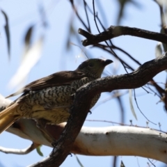 Ptilonorhynchus violaceus (Satin Bowerbird) at Rendezvous Creek, ACT - 21 Jan 2023 by JimL