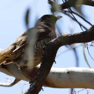 Ptilonorhynchus violaceus at Rendezvous Creek, ACT - 21 Jan 2023