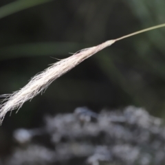 Dichelachne sp. (Plume Grasses) at Namadgi National Park - 21 Jan 2023 by JimL