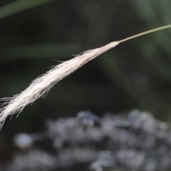 Dichelachne sp. (Plume Grasses) at Rendezvous Creek, ACT - 21 Jan 2023 by JimL