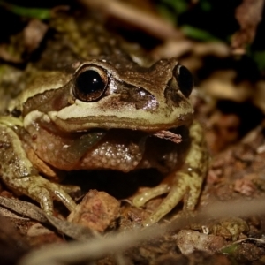 Litoria verreauxii verreauxii at Majura, ACT - 21 Jul 2023 08:36 PM