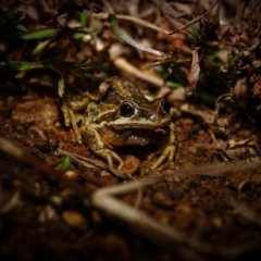 Litoria verreauxii verreauxii at Majura, ACT - 21 Jul 2023 08:36 PM