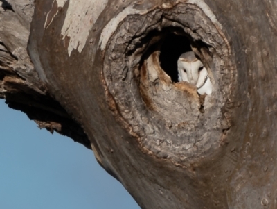 Tyto alba (Barn Owl) at Majura, ACT - 21 Jul 2023 by Ct1000