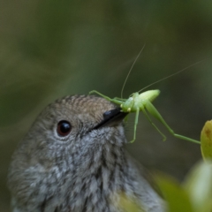 Tettigoniidae (family) (Unidentified katydid) at ANBG - 23 Jul 2023 by patrickcox