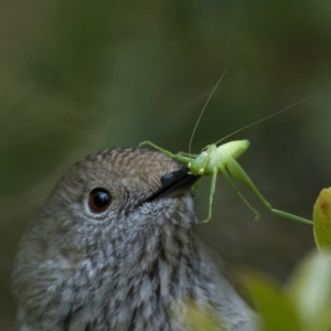 Tettigoniidae (family) at Acton, ACT - 23 Jul 2023 10:00 AM