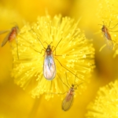 Cecidomyiidae (family) (Gall gnat) at Coombs Ponds - 23 Jul 2023 by Harrisi