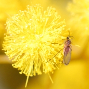 Cecidomyiidae (family) at Weston, ACT - 23 Jul 2023