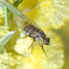 Unidentified True fly (Diptera) at Molonglo Valley, ACT - 23 Jul 2023 by Harrisi