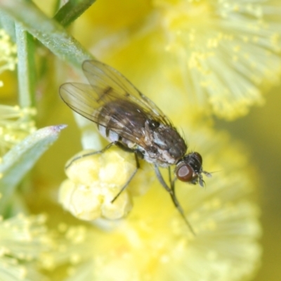 Unidentified True fly (Diptera) at Sth Tablelands Ecosystem Park - 23 Jul 2023 by Harrisi