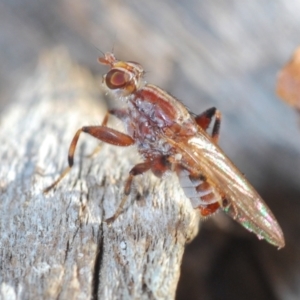 Tapeigaster sp. (genus) at Molonglo Valley, ACT - 23 Jul 2023