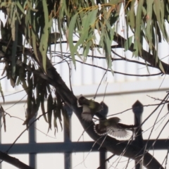 Smicrornis brevirostris at Hume, ACT - 23 Jul 2023 02:41 PM