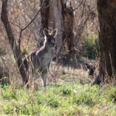Macropus giganteus (Eastern Grey Kangaroo) at Hume, ACT - 23 Jul 2023 by RodDeb