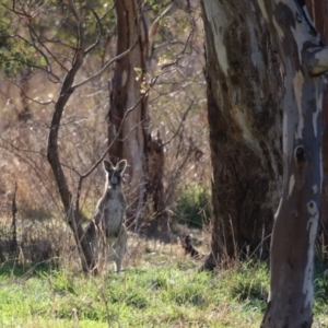 Macropus giganteus at Hume, ACT - 23 Jul 2023