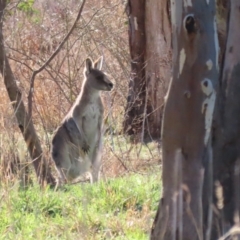 Macropus giganteus at Hume, ACT - 23 Jul 2023