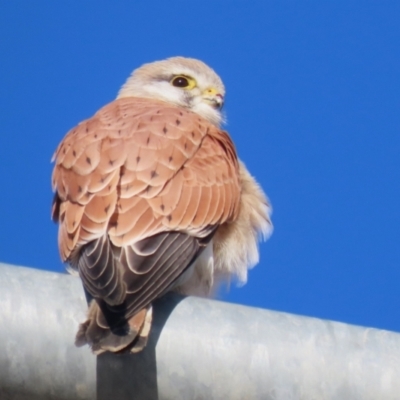 Falco cenchroides (Nankeen Kestrel) at Hume, ACT - 23 Jul 2023 by RodDeb