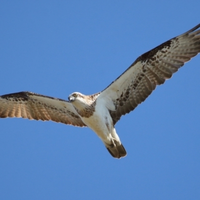 Pandion haliaetus (Osprey) at Cleveland, QLD - 23 Jul 2023 by TimL