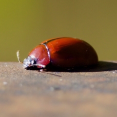 Paropsisterna rufobrunnea at Paddys River, ACT - 23 Jul 2023