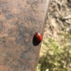 Paropsisterna rufobrunnea at Paddys River, ACT - 23 Jul 2023