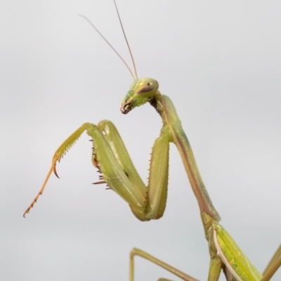 Pseudomantis albofimbriata (False garden mantis) at Jerrabomberra, NSW - 20 Jul 2023 by MarkT