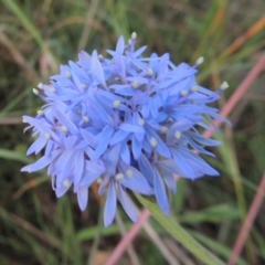 Brunonia australis (Blue Pincushion) at Bowning, NSW - 11 Dec 2022 by MichaelBedingfield