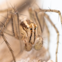 Oxyopes sp. (genus) (Lynx spider) at Jerrabomberra, NSW - 23 Jul 2023 by MarkT