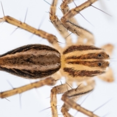 Oxyopes sp. (genus) at Jerrabomberra, NSW - 24 Jul 2023