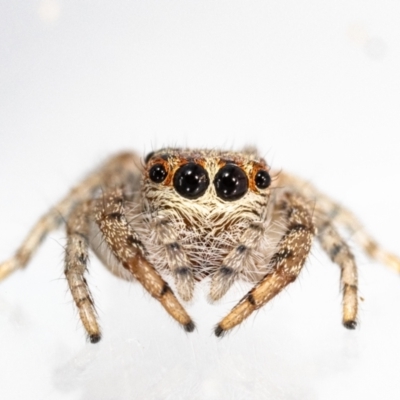 Opisthoncus grassator (Jumping spider) at Jerrabomberra, NSW - 20 Jul 2023 by MarkT