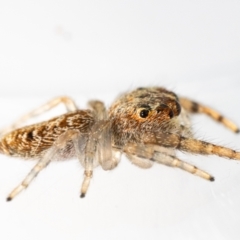 Opisthoncus grassator at Jerrabomberra, NSW - 21 Jul 2023