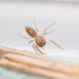 Opisthoncus grassator at Jerrabomberra, NSW - 21 Jul 2023