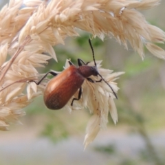 Ecnolagria grandis (Honeybrown beetle) at Bowning, NSW - 11 Dec 2022 by michaelb