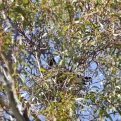 Gymnorhina tibicen (Australian Magpie) at Fyshwick, ACT - 24 Jul 2023 by JimL