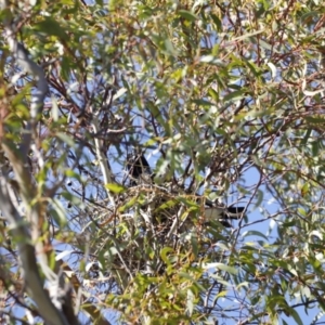 Gymnorhina tibicen at Fyshwick, ACT - 24 Jul 2023