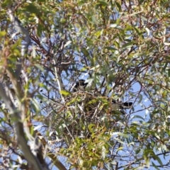 Gymnorhina tibicen at Fyshwick, ACT - 24 Jul 2023