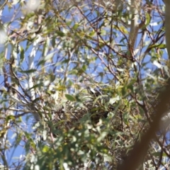 Gymnorhina tibicen at Fyshwick, ACT - 24 Jul 2023 10:56 AM