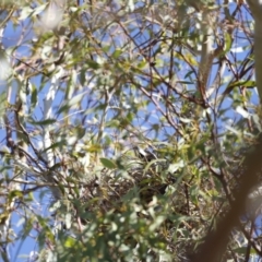 Gymnorhina tibicen at Fyshwick, ACT - 24 Jul 2023