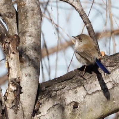 Malurus cyaneus (Superb Fairywren) at Jerrabomberra Wetlands - 24 Jul 2023 by JimL