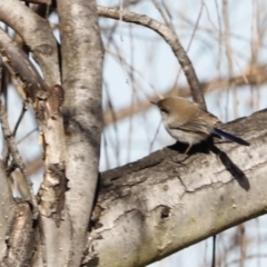 Malurus cyaneus at Fyshwick, ACT - 24 Jul 2023