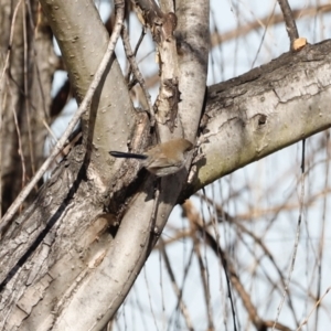 Malurus cyaneus at Fyshwick, ACT - 24 Jul 2023 10:50 AM