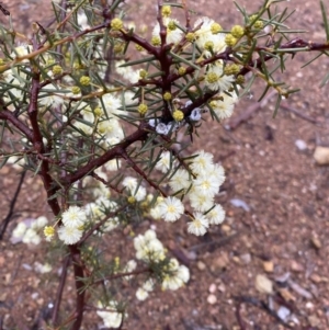 Acacia genistifolia at Queanbeyan, NSW - 4 Jul 2023