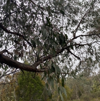 Eucalyptus dives (Broad-leaved Peppermint) at Queanbeyan, NSW - 4 Jul 2023 by natureguy