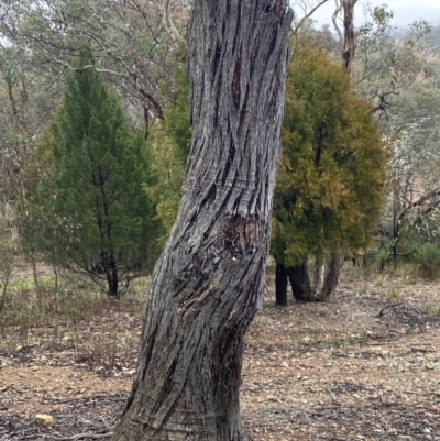 Eucalyptus macrorhyncha (Red Stringybark) at Queanbeyan, NSW - 4 Jul 2023 by natureguy
