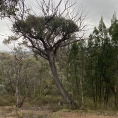 Eucalyptus macrorhyncha at QPRC LGA - 4 Jul 2023 03:23 PM