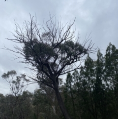 Eucalyptus macrorhyncha at QPRC LGA - 4 Jul 2023 03:23 PM