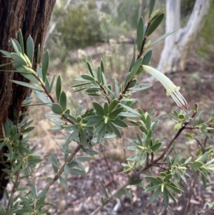 Styphelia triflora at Queanbeyan East, NSW - 4 Jul 2023 03:22 PM