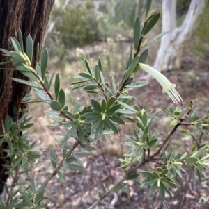Styphelia triflora at Queanbeyan East, NSW - 4 Jul 2023
