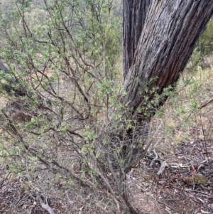 Styphelia triflora at Queanbeyan East, NSW - 4 Jul 2023