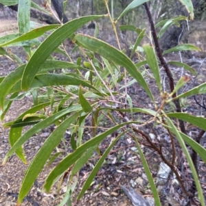 Acacia implexa at Queanbeyan East, NSW - 4 Jul 2023 03:22 PM