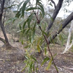 Acacia implexa at Queanbeyan East, NSW - 4 Jul 2023 03:22 PM